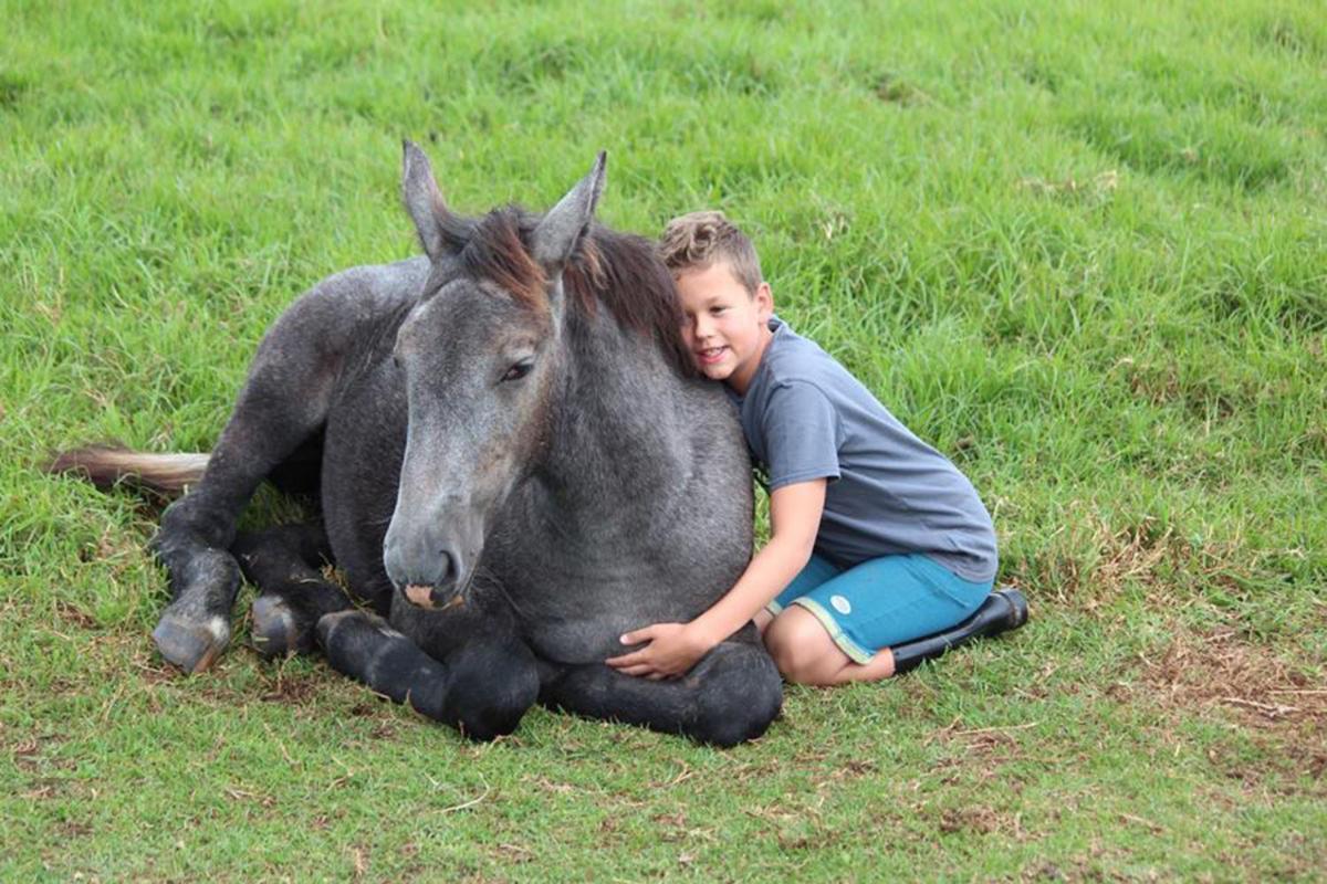 Outeniqua Moon Percheron Stud Farm Ruiterbos Extérieur photo