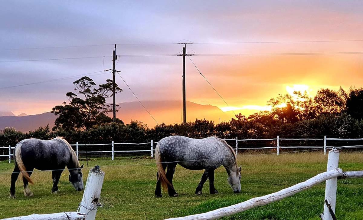 Outeniqua Moon Percheron Stud Farm Ruiterbos Extérieur photo