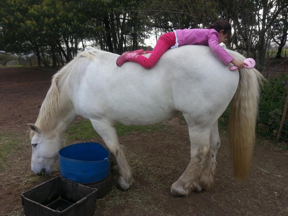 Outeniqua Moon Percheron Stud Farm Ruiterbos Extérieur photo
