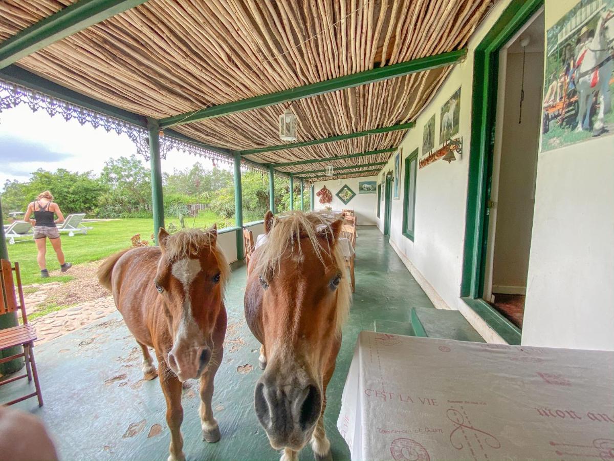 Outeniqua Moon Percheron Stud Farm Ruiterbos Extérieur photo