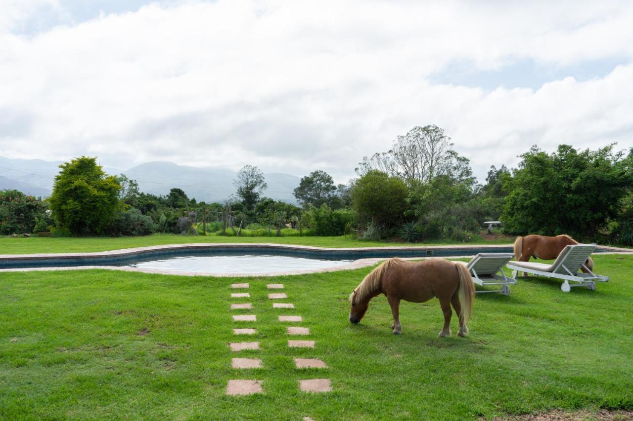 Outeniqua Moon Percheron Stud Farm Ruiterbos Extérieur photo
